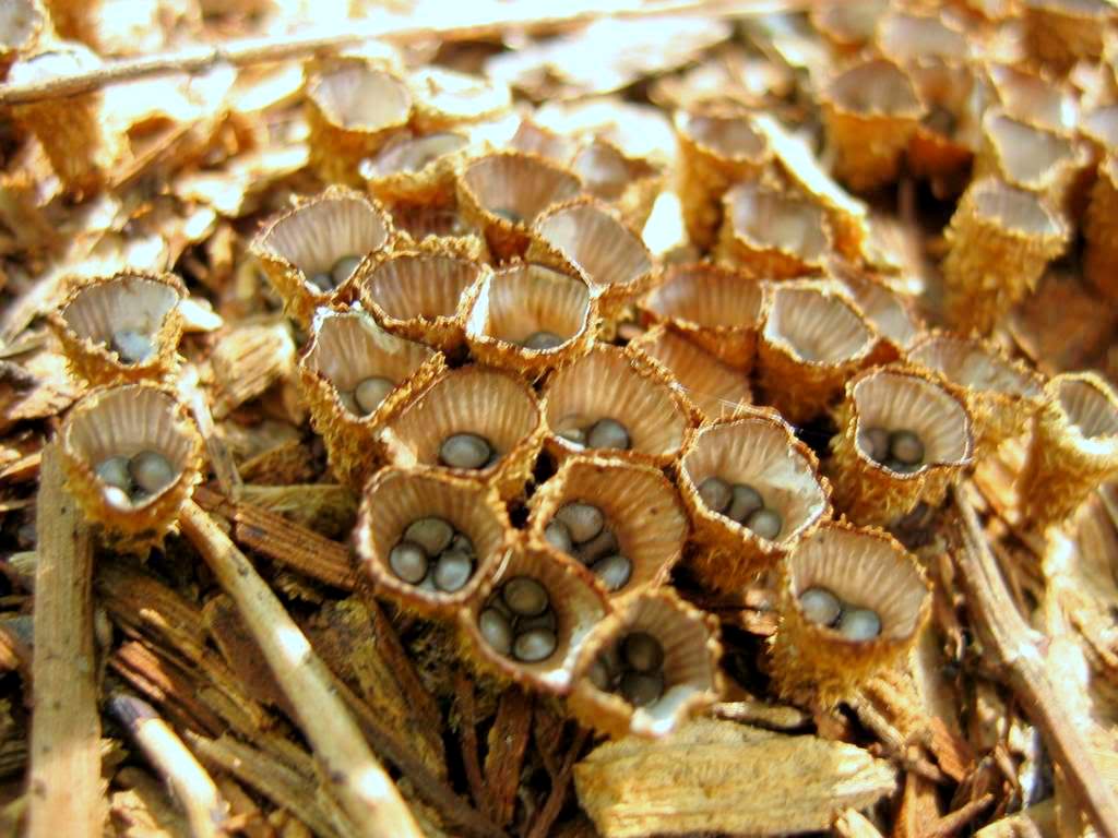 It's Not Work, It's Gardening! Bird's Nest Fungi